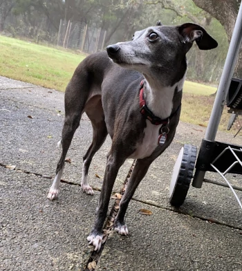 My Italian Greyhound, Bella